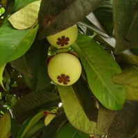 Garcinia mangostana L.